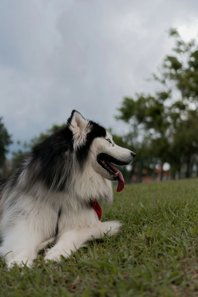 precios guardería canina en Madrid