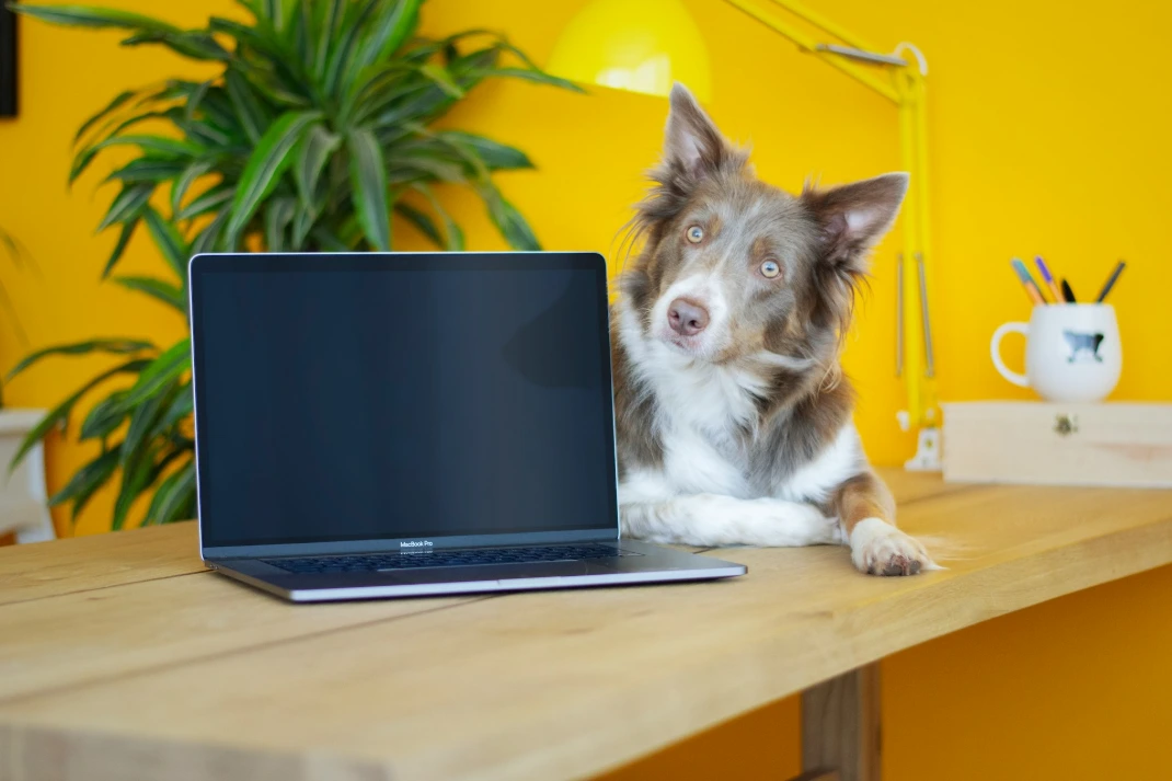 descuentos guardería canina en Madrid