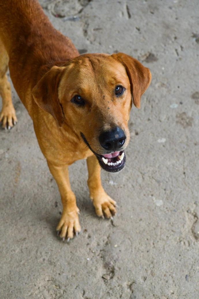 guardería canina en Madrid