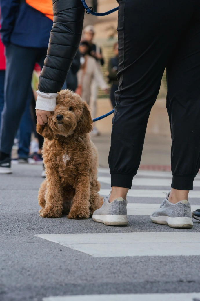 Educador de perros en Madrid