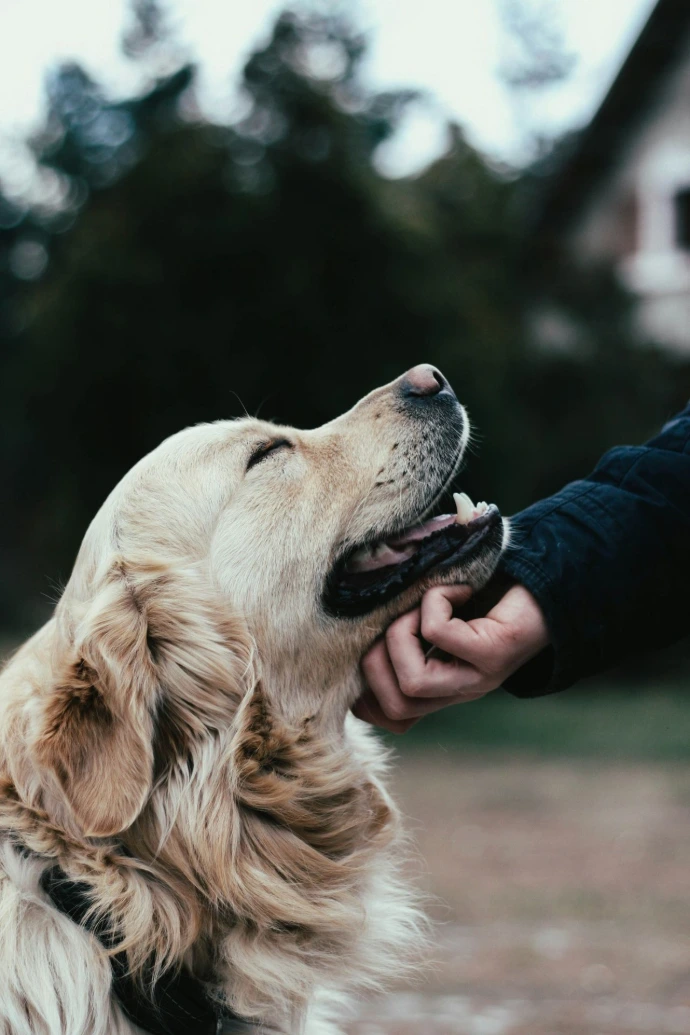 guardería canina en Puerta del Ángel
