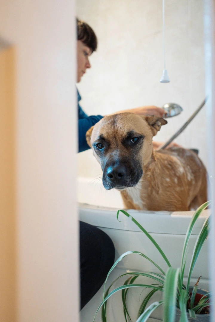 productos naturales para perros