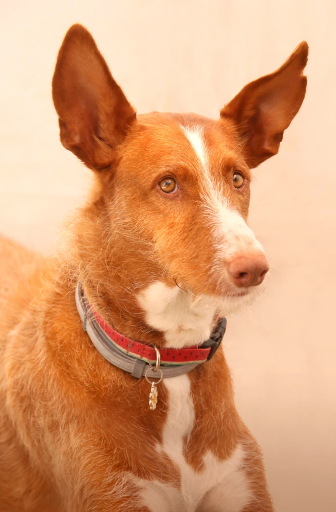 Fotografía con perro