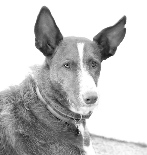 Fotografía de podenco