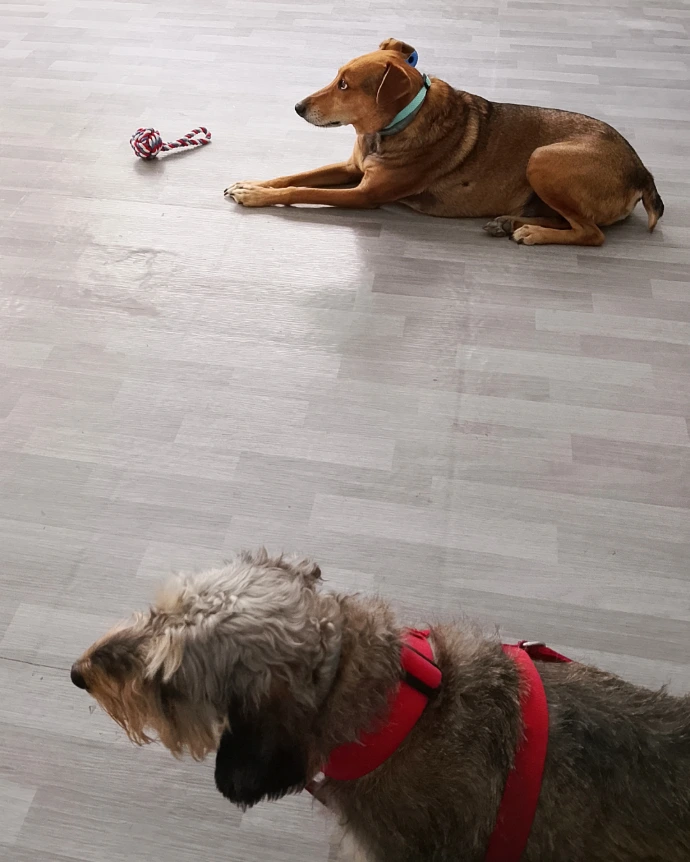 perros en la guardería canina Animel en Madrid