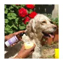 champu-natural-piel-sensible-para-perros-gatos (1).webp