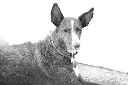 Giovanna_Ficarazzi_010-reto-BN-web.webp