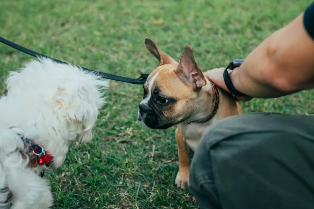 Sesión de Educación Canina en Madrid